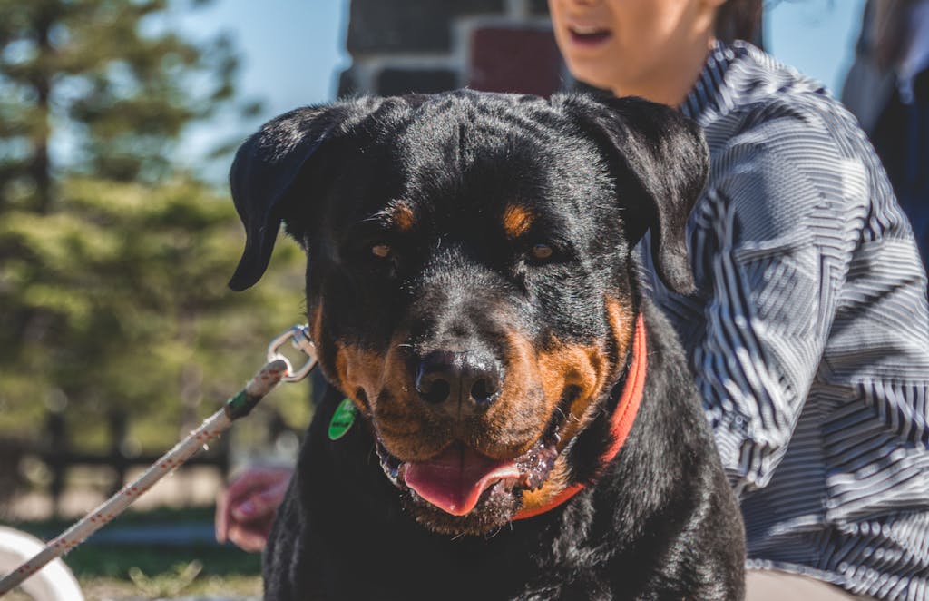 A friendly Rottweiler on a leash, enjoying a sunny day with its owner outside.